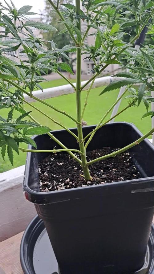Skunk XL