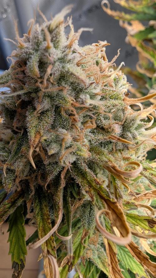 Sour Jealousy in an Autopot. Week 10 - 7.11. Tag 68