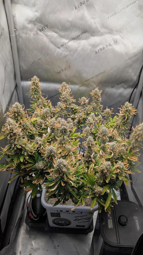 Sour Jealousy in an Autopot. Week 10 - 7.11. Tag 68