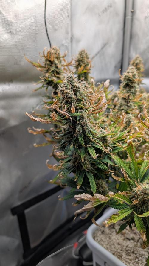 Sour Jealousy in an Autopot. Week 10 - 9.11. Tag 70