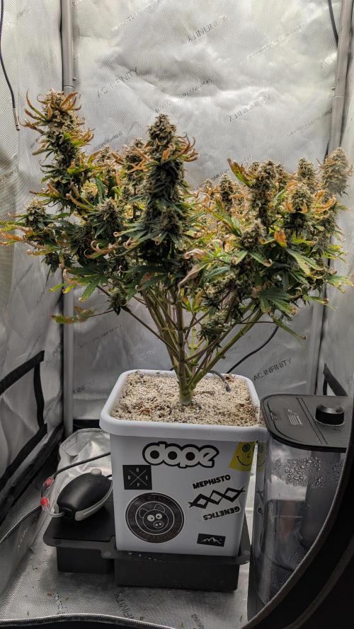 Sour Jealousy in an Autopot. Week 10 - 9.11. Tag 70
