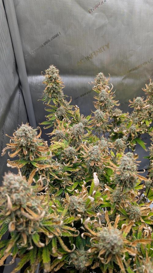 Sour Jealousy in an Autopot. Week 10 - 9.11. Tag 70