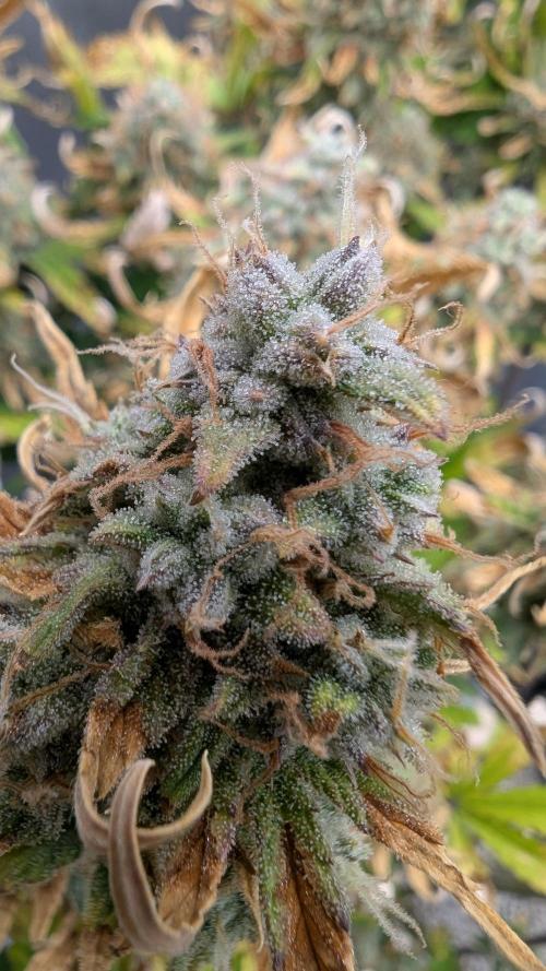 Sour Jealousy in an Autopot. Week 10 - 9.11. Tag 70