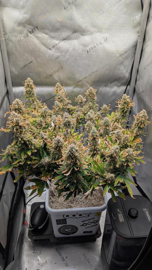 Sour Jealousy in an Autopot. Week 10 - 9.11. Tag 70