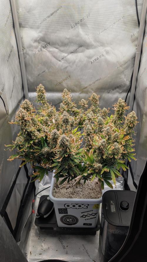 Sour Jealousy in an Autopot. Week 10 - 11.11. Tag 72
