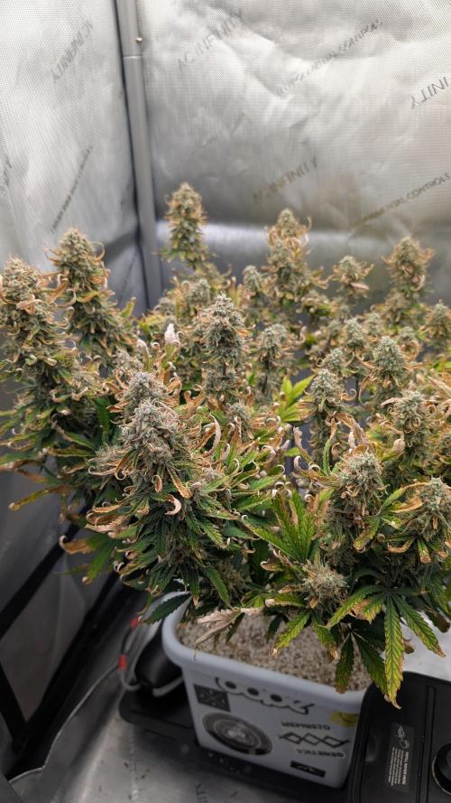 Sour Jealousy in an Autopot. Week 10 - 11.11. Tag 72