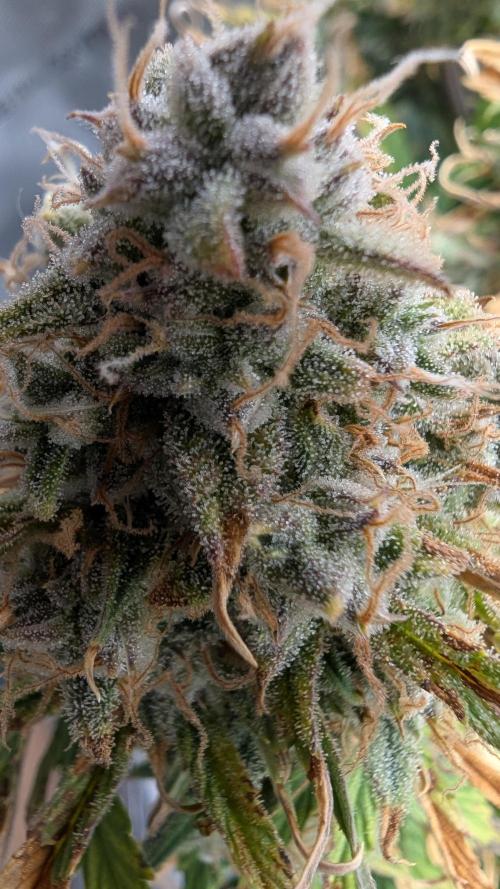 Sour Jealousy in an Autopot. Week 10 - 11.11. Tag 72