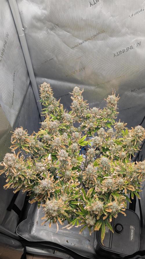 Sour Jealousy in an Autopot. Week 11 - 16.11. Tag 77