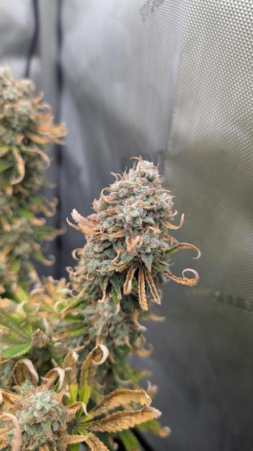 Sour Jealousy in an Autopot. Week 11 - 16.11. Tag 77