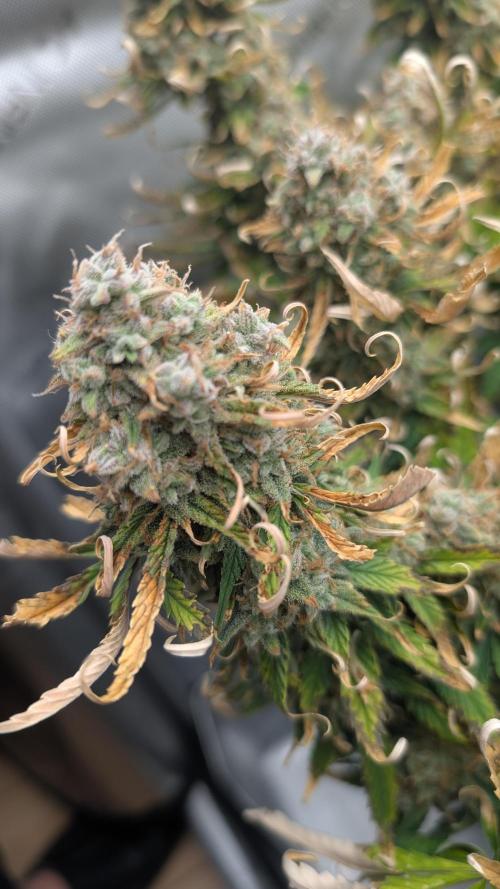 Sour Jealousy in an Autopot. Week 11 - 16.11. Tag 77