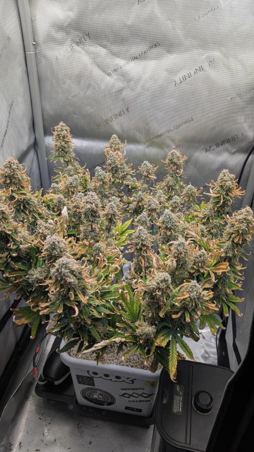 Sour Jealousy in an Autopot. Week 11 - 16.11. Tag 77