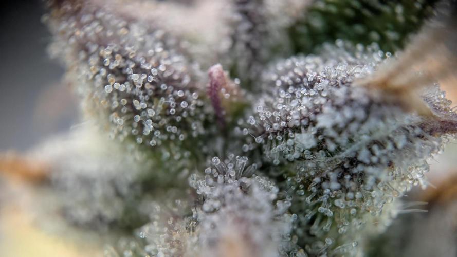 Sour Jealousy in an Autopot. Week 11 - 15.11. Tag 76