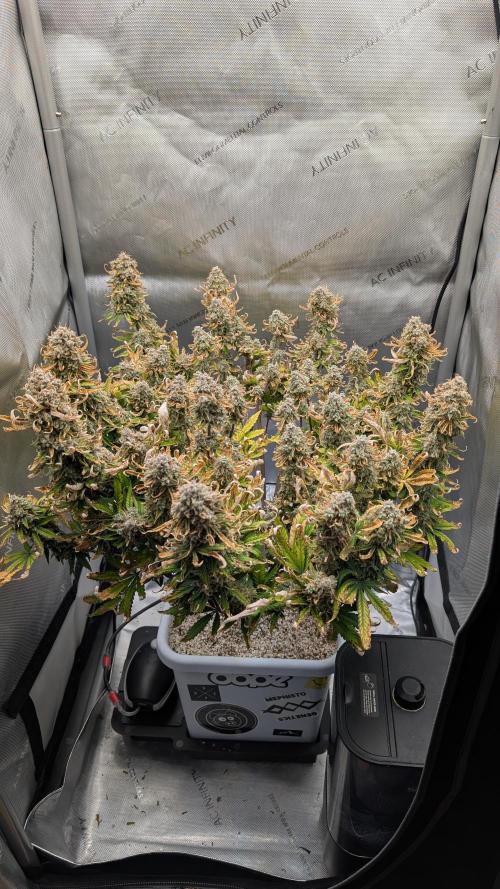 Sour Jealousy in an Autopot. Week 11 - 19.11. Tag 80