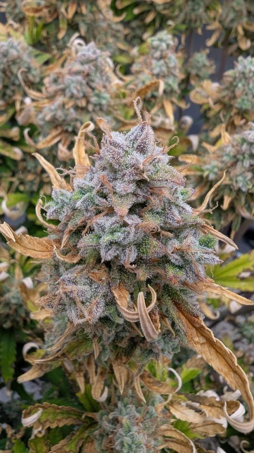 Sour Jealousy in an Autopot. Week 11 - 19.11. Tag 80