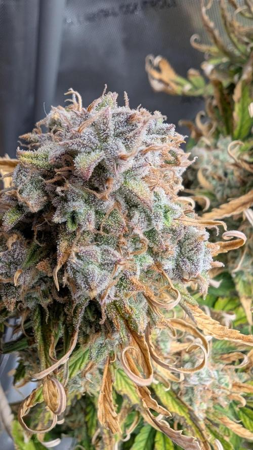 Sour Jealousy in an Autopot. Week 11 - 19.11. Tag 80