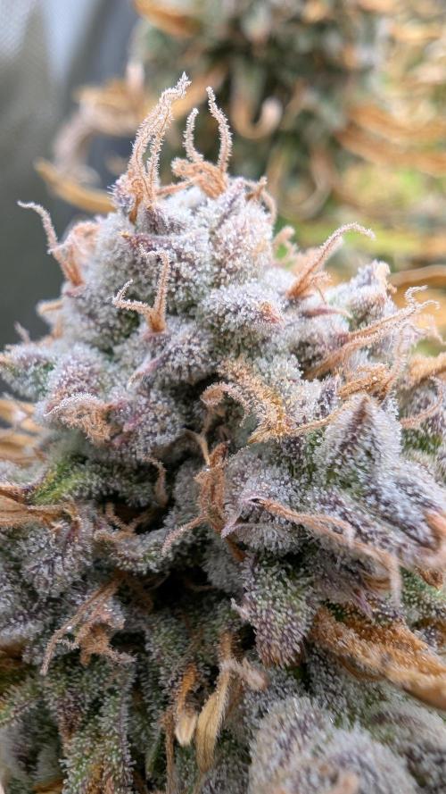 Sour Jealousy in an Autopot. Week 11 - 19.11. Tag 80