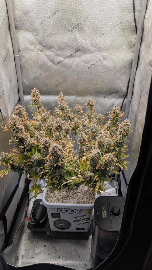 Sour Jealousy in an Autopot. Week 12 - 22.11. Tag 83