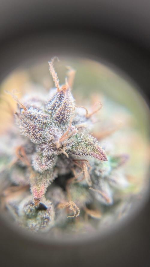 Sour Jealousy in an Autopot. Week 12 - 22.11. Tag 83