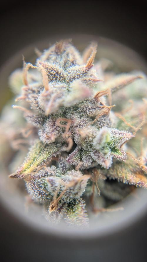 Sour Jealousy in an Autopot. Week 12 - 22.11. Tag 83