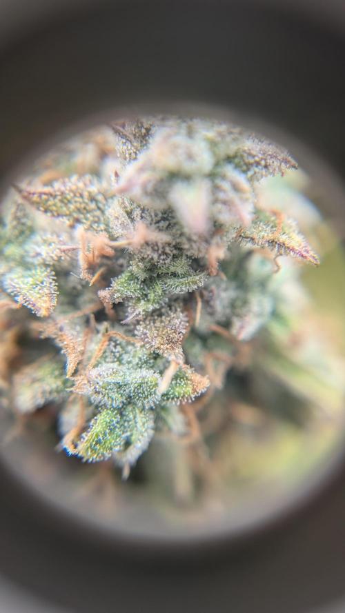 Sour Jealousy in an Autopot. Week 12 - 22.11. Tag 83