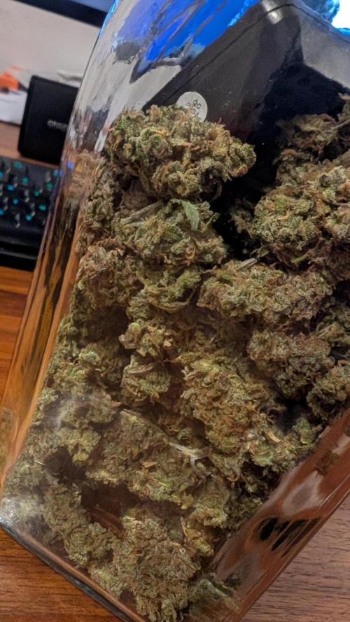 Sour Jealousy in an Autopot. Week 13