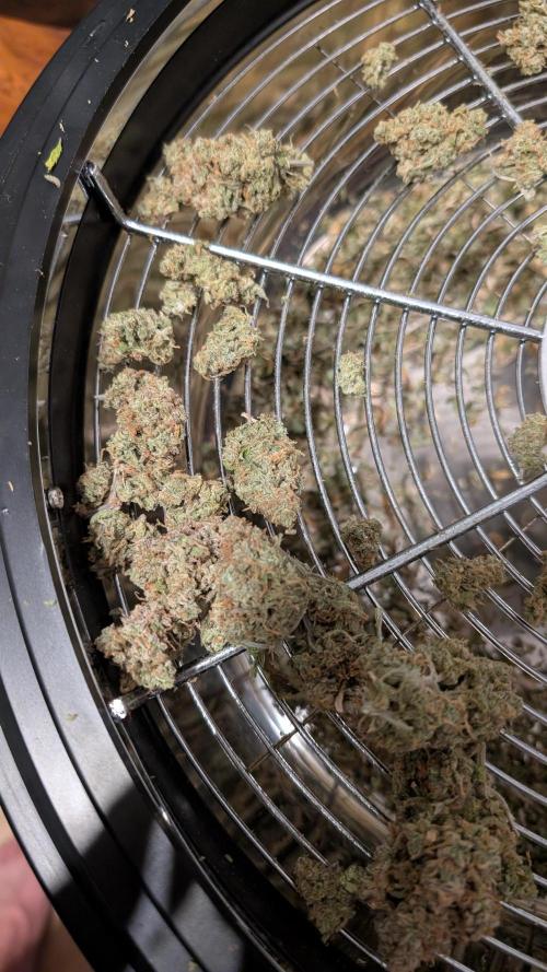 Sour Jealousy in an Autopot. Week 13