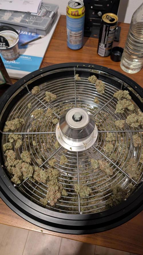 Sour Jealousy in an Autopot. Week 13