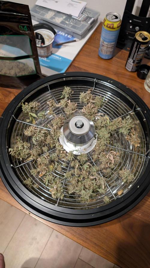 Sour Jealousy in an Autopot. Week 13