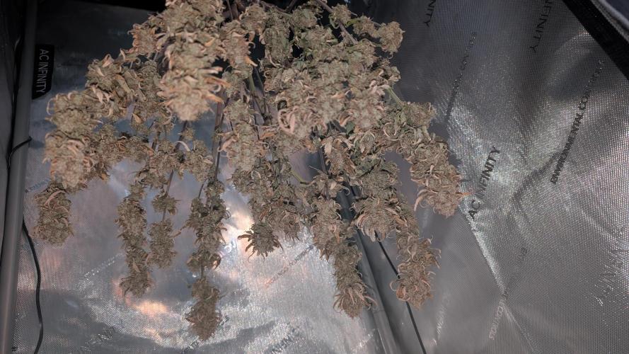 Sour Jealousy in an Autopot. Week 13