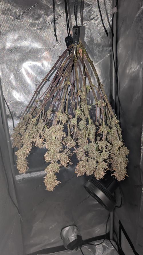 Sour Jealousy in an Autopot. Week 13