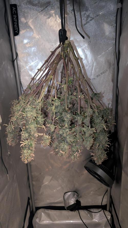 Sour Jealousy in an Autopot. Week 13 - 23.09. Tag 84. Ernte 