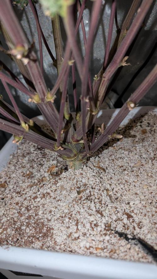 Sour Jealousy in an Autopot. Week 13 - 23.09. Tag 84. Ernte 