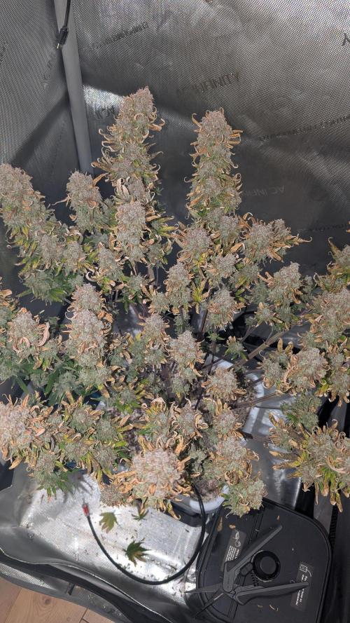 Sour Jealousy in an Autopot. Week 13 - 23.09. Tag 84. Ernte 