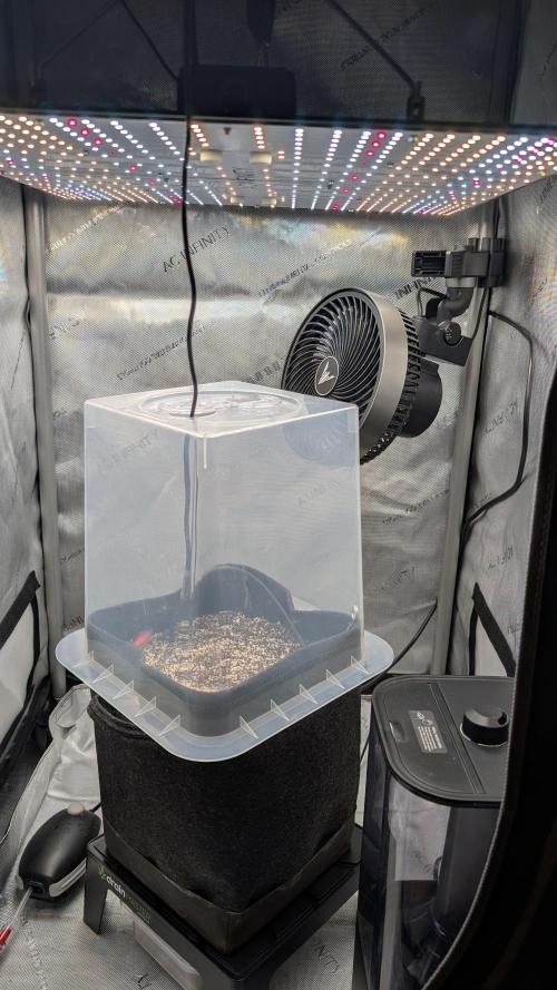 Papaya Cookies Auto. Week 0 - Even the Airdome fits well! What a nice coincidence