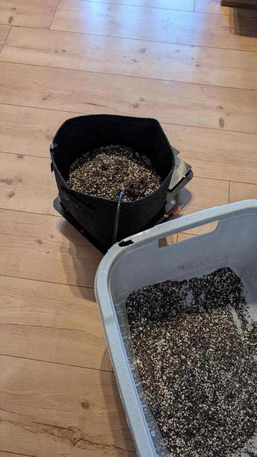 Papaya Cookies Auto. Week 0 - 50/50 Coco / Perlite, with a little bit of TNC MyCorr Hydro