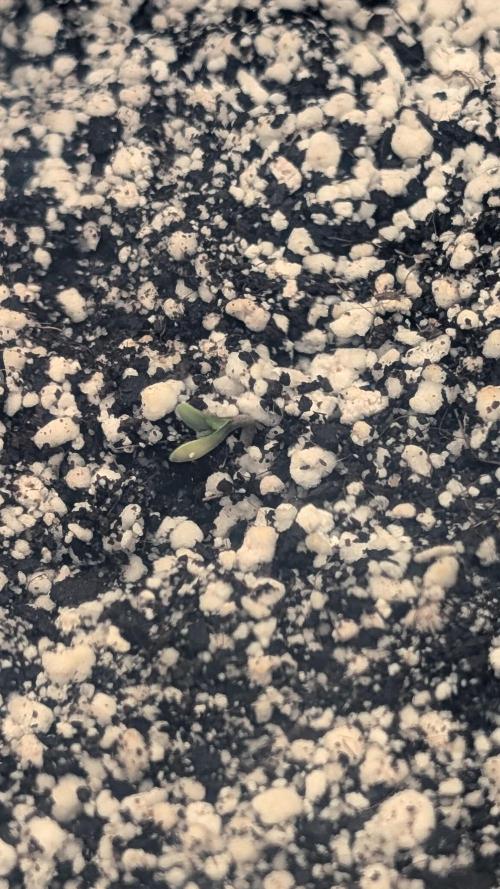 Papaya Cookies Auto. Week 0 - 12.12.2025 Day 0