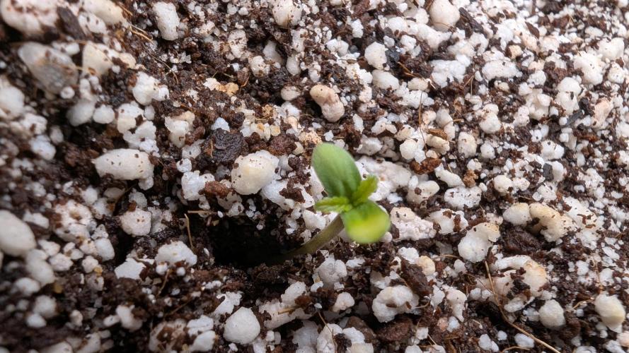 Papaya Cookies Auto. Week 1 - 14.12. Tag 1