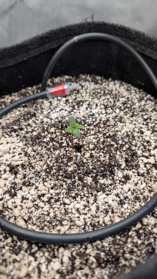 Papaya Cookies Auto. Week 1 - 15.12. Tag 2