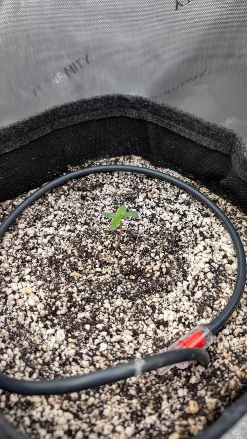 Papaya Cookies Auto. Week 1 - 16.12. Tag 3