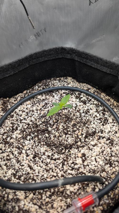 Papaya Cookies Auto. Week 1 - 17.12. Tag 4