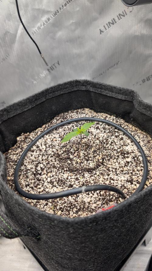 Papaya Cookies Auto. Week 1 - 18.12. Tag 5