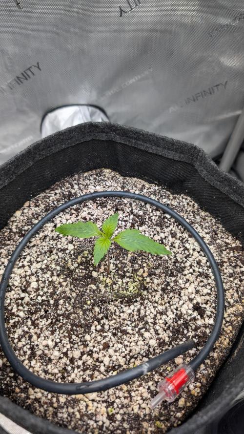 Papaya Cookies Auto. Week 2 - 20.12. Tag 8