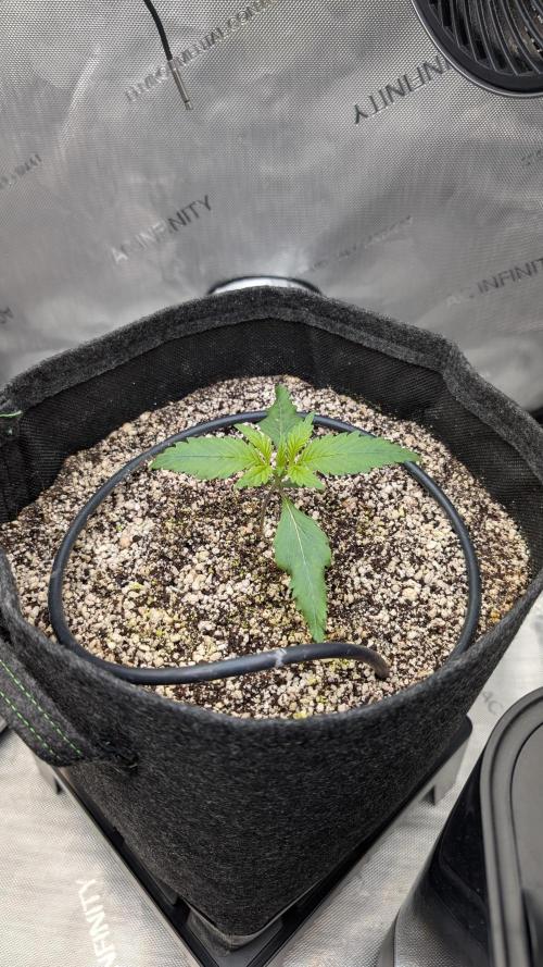 Papaya Cookies Auto. Week 2 - 22.12. Tag 10