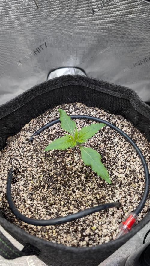 Papaya Cookies Auto. Week 2 - 21.12. Tag 9