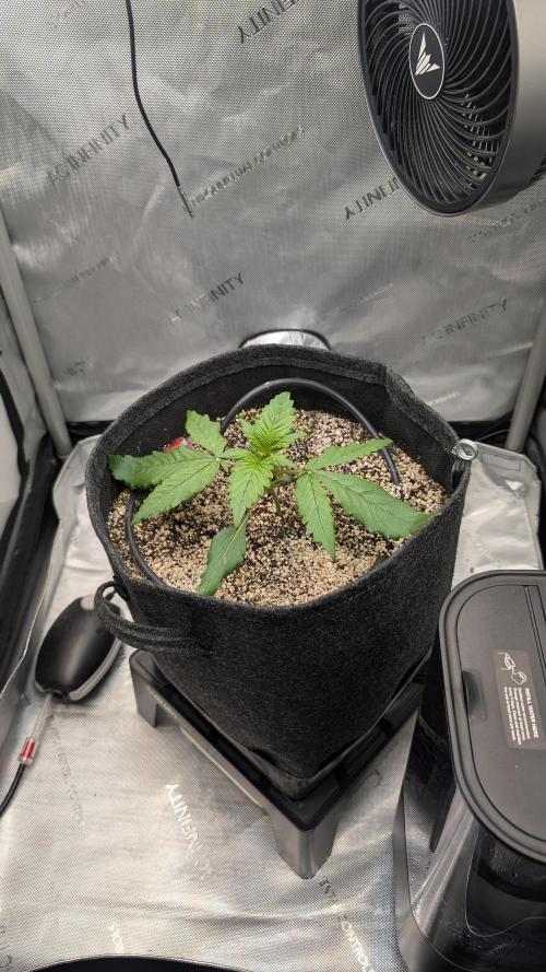 Papaya Cookies Auto. Week 2 - 25.12. Tag 13