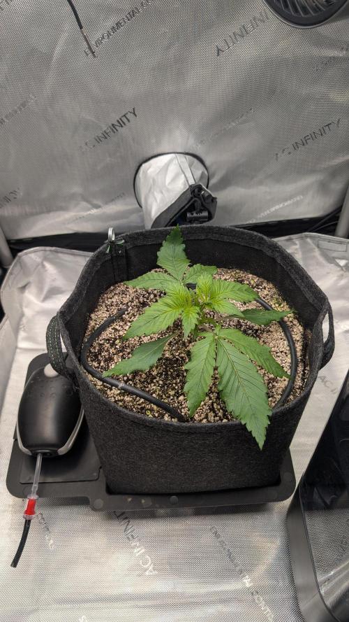 Papaya Cookies Auto. Week 2 - 26.12. Tag 14