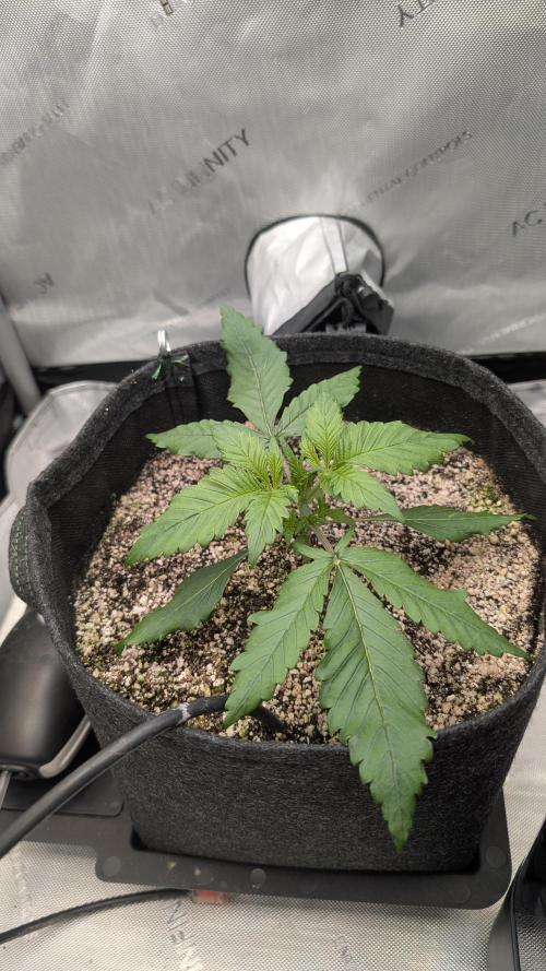 Papaya Cookies Auto. Week 3 - 27.12. Tag 15