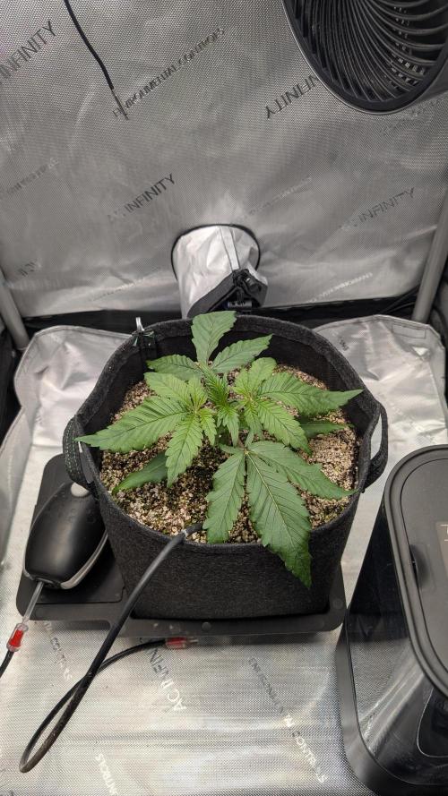 Papaya Cookies Auto. Week 3 - 28.12. Tag 16