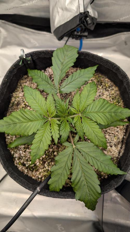 Papaya Cookies Auto. Week 3 - 28.12. Tag 16