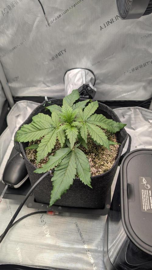Papaya Cookies Auto. Week 3 - 29.12. Tag 17